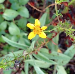 Dyssodia tagetiflora