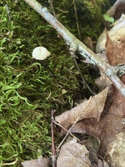 Marasmius rotula
