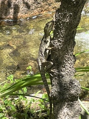 Basiliscus vittatus