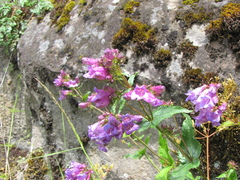 Penstemon serrulatus