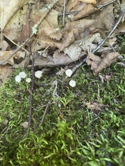 Marasmius rotula