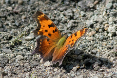 Polygonia progne