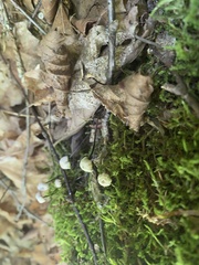Marasmius rotula