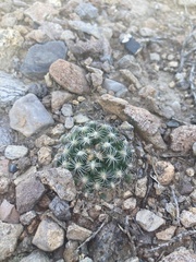 Pediocactus simpsonii