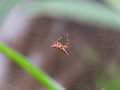 Macracantha hasselti