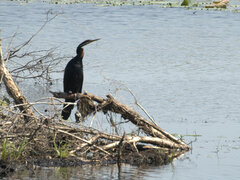 Anhinga novaehollandiae