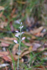 Thelymitra ixioides