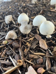 Leucocoprinus cepistipes