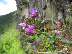Penstemon serrulatus