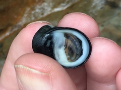 Nerita melanotragus