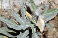 Asclepias eriocarpa