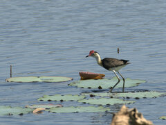 Irediparra gallinacea