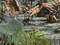 Irediparra gallinacea