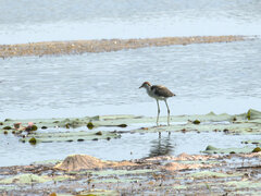 Irediparra gallinacea