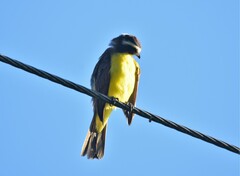 Myiozetetes cayanensis