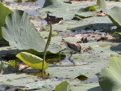 Irediparra gallinacea