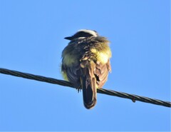 Myiozetetes cayanensis