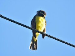 Myiozetetes cayanensis