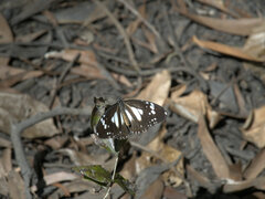 Danaus affinis