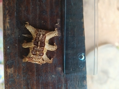 Phobetron hipparchia