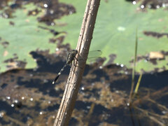 Orthetrum sabina