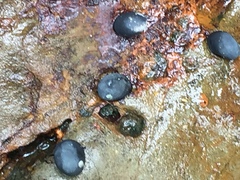 Nerita melanotragus