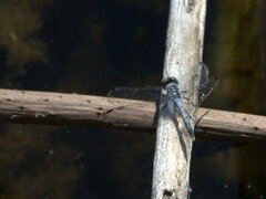Diplacodes trivialis