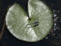 Diplacodes trivialis