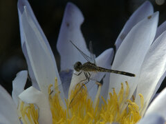 Diplacodes trivialis