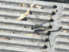 Diplacodes trivialis
