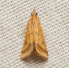 Microtheoris ophionalis