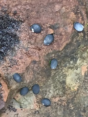 Nerita melanotragus