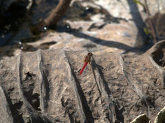 Rhodothemis lieftincki