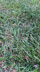 Stenotaphrum secundatum