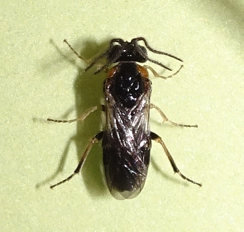 Schizocerella pilicornis (Holmgren)