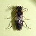 Schizocerella pilicornis - Photo (c) Russell Pfau, algunos derechos reservados (CC BY-NC), uploaded by Russell Pfau