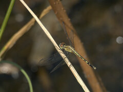 Diplacodes trivialis