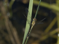 Diplacodes trivialis