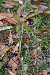 Thelymitra ixioides