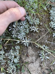 Antennaria