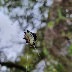 Gasteracantha cancriformis