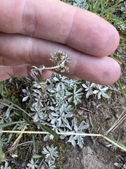 Antennaria