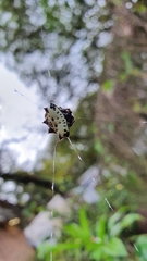 Gasteracantha cancriformis