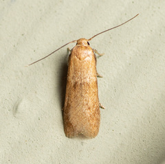 Pigritia