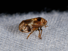 Clastoptera obtusa