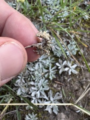 Antennaria