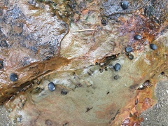Nerita melanotragus