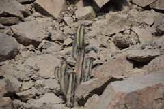 Neoraimondia arequipensis