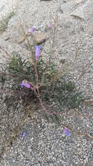 Penstemon laetus