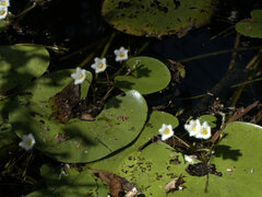 Nymphoides indica